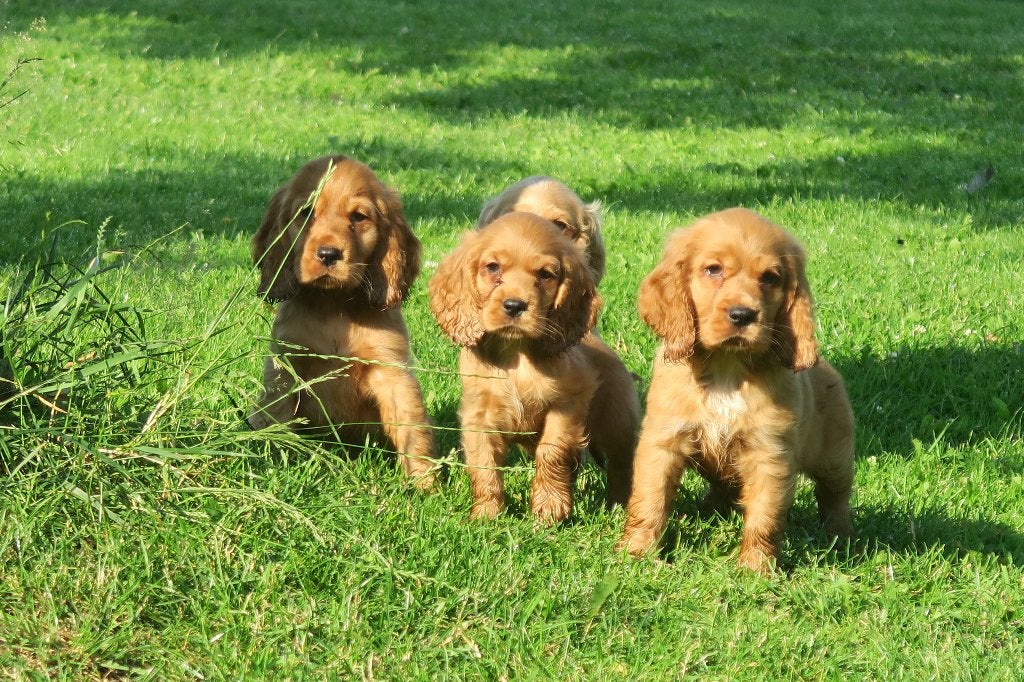 Prachtige Engelse Cocker Spaniel pups reutjes, Parvo, Nederland, Reu, 8 tot 15 weken