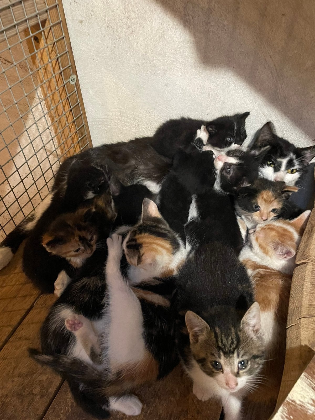 Jonge poesjes/ boerderijkittens, Poes