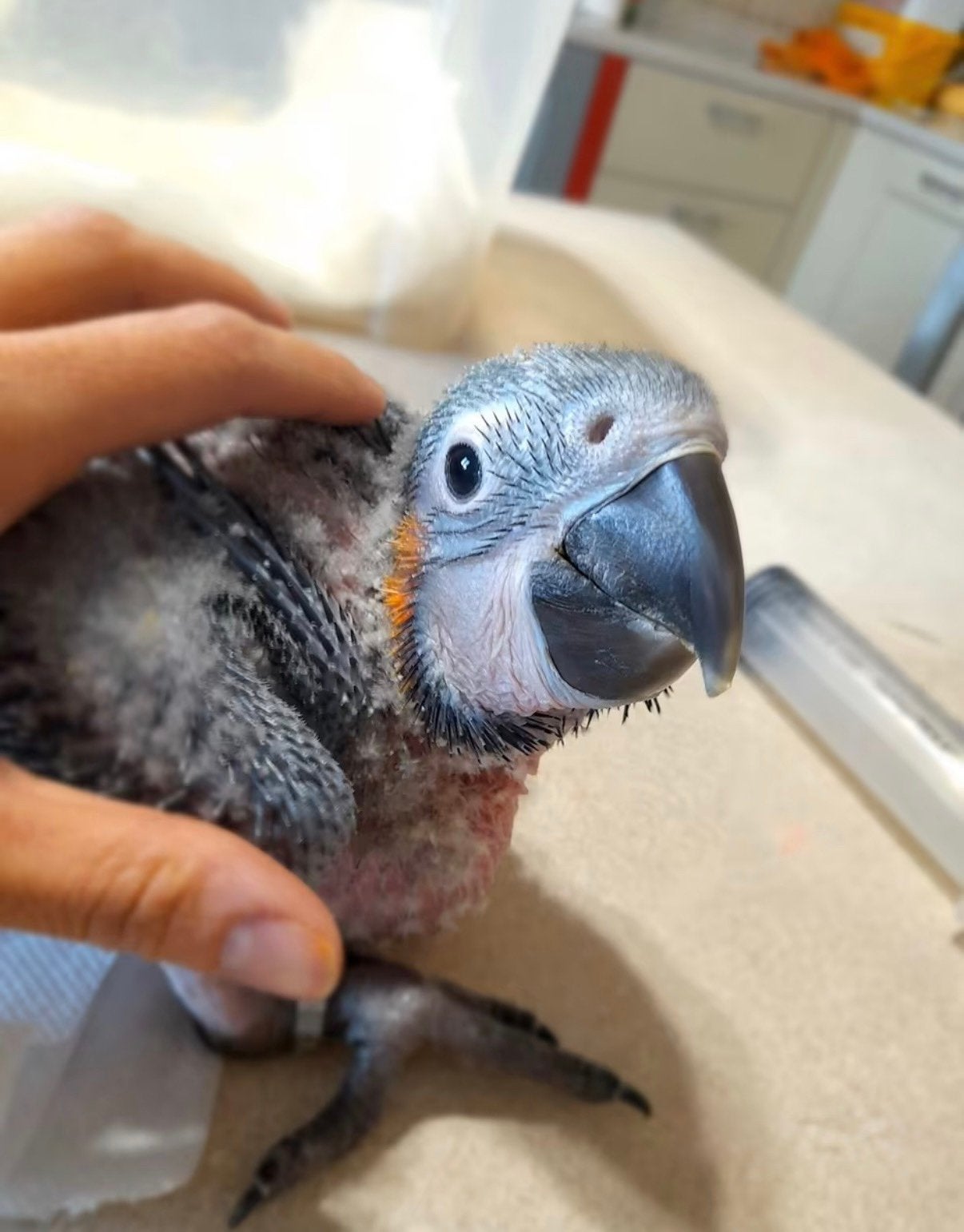 Blauwgele Ara - Ara Ararauna, Dieren en Toebehoren, Vogels | Parkieten en Papegaaien, Geslacht onbekend, Papegaai, Geringd