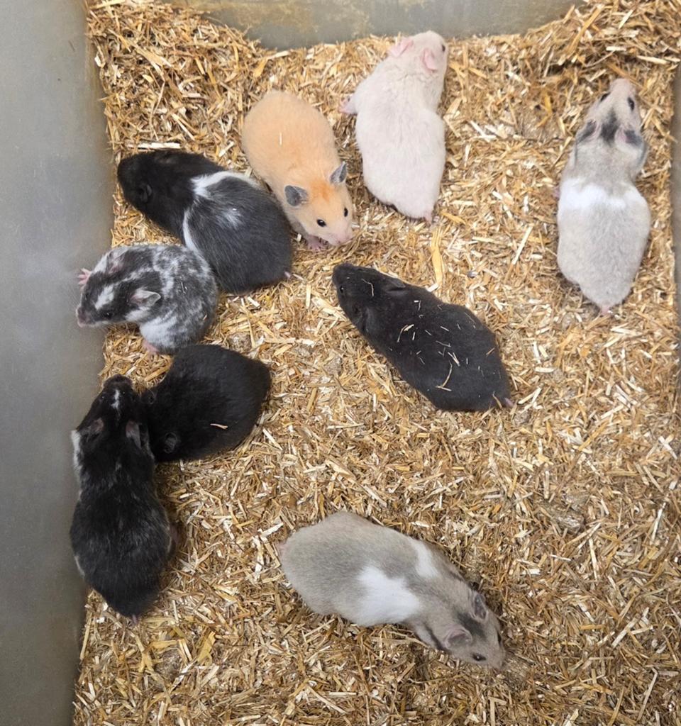 Mooi jonge goudhamsters, Hamster, April, Meerdere dieren, Tam