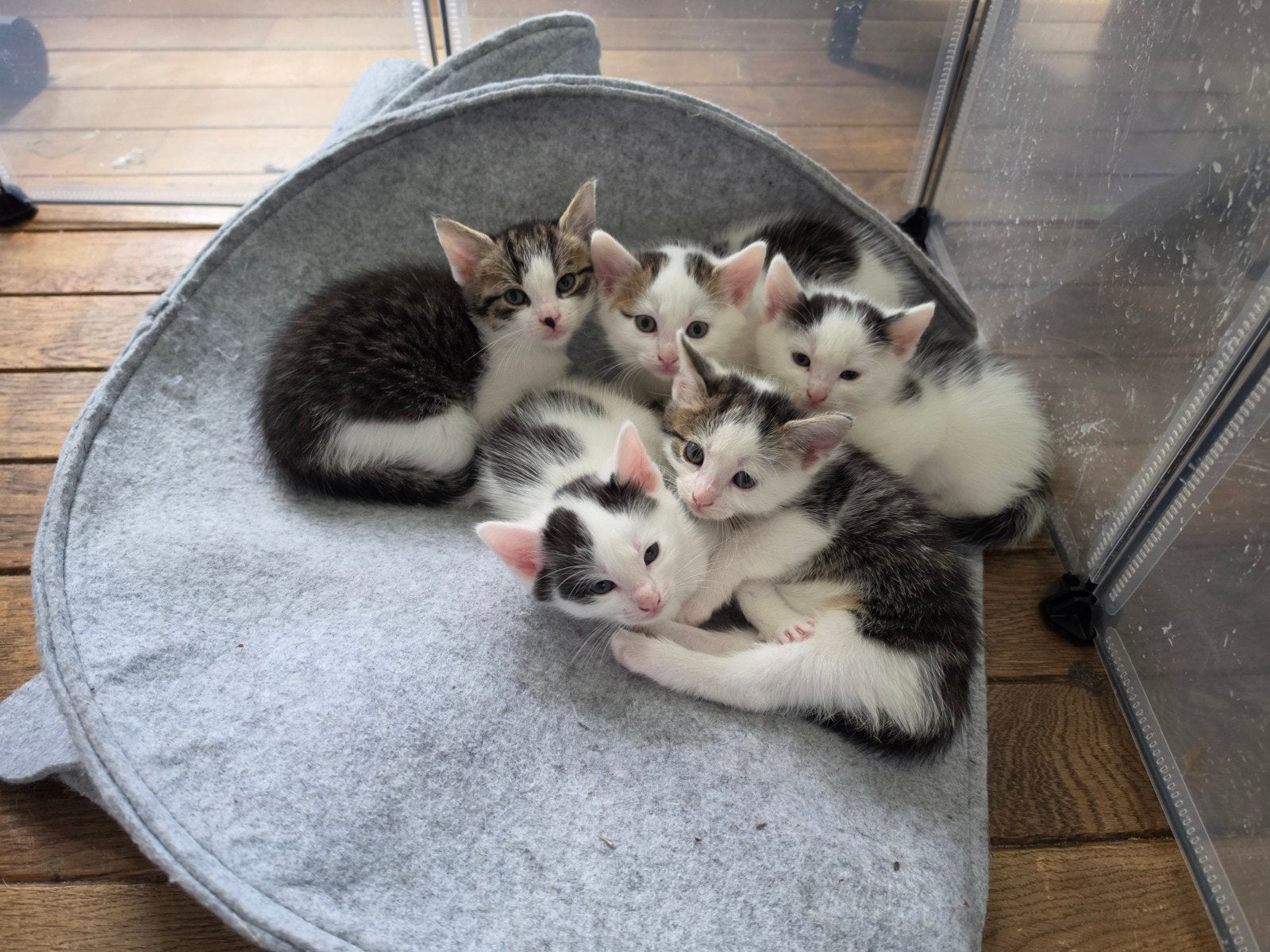kittens