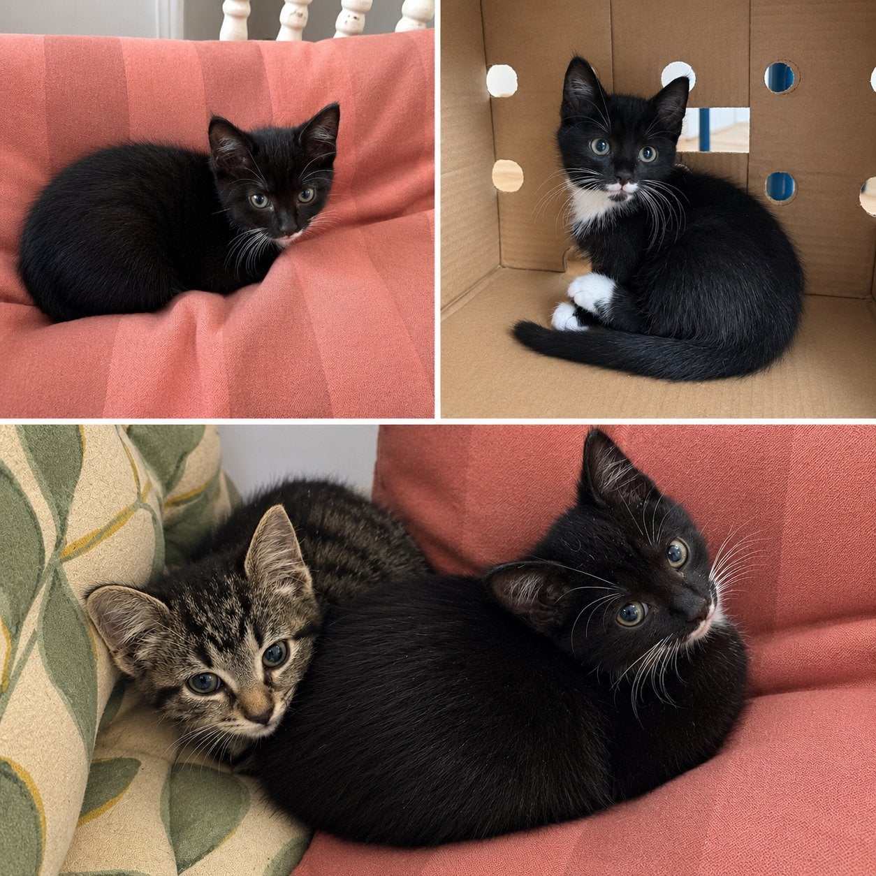 2 prachtige kittens