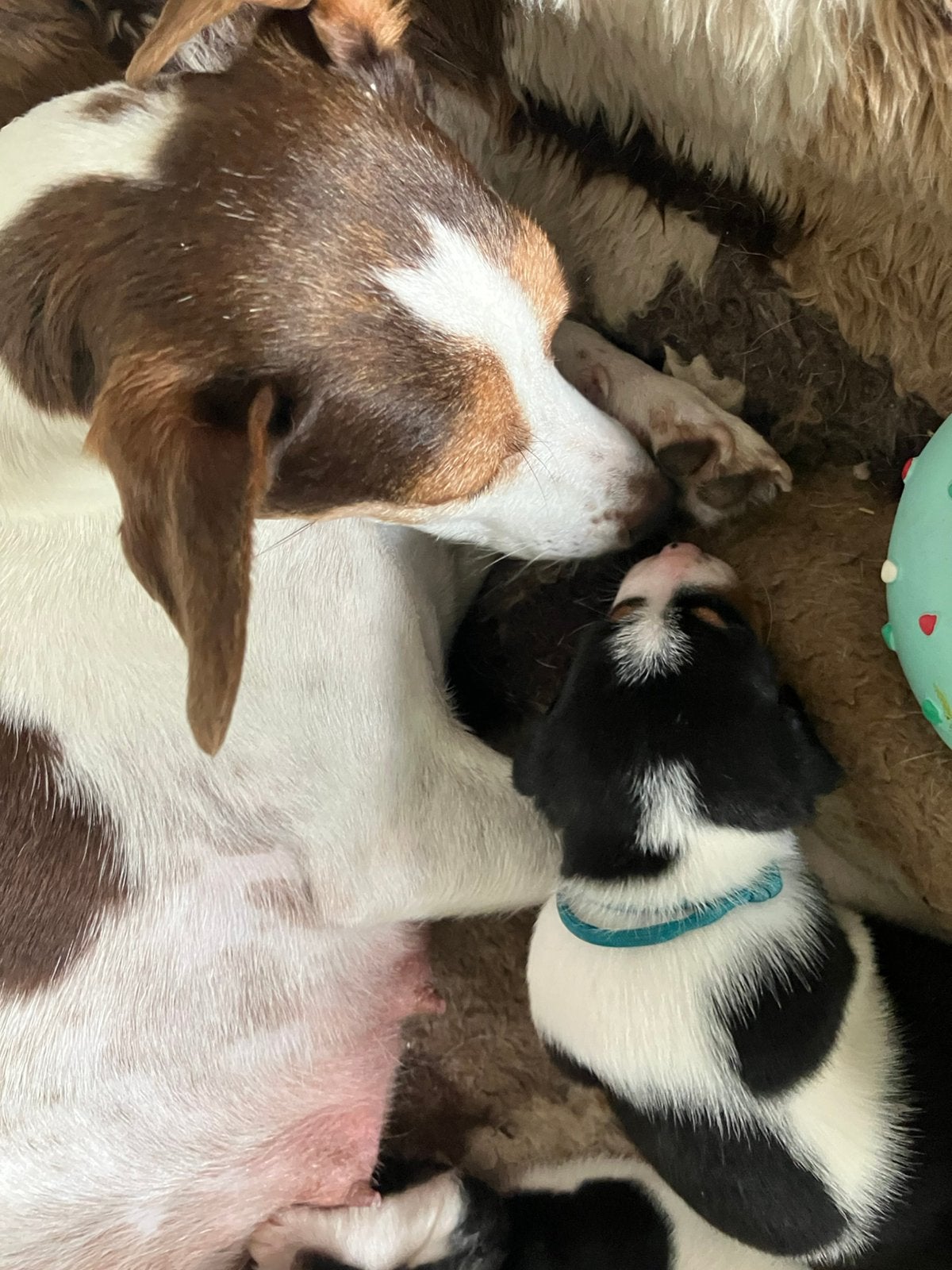 Boerenfox pup reutje, Reu, 8 tot 15 weken, Eén hond, Klein
