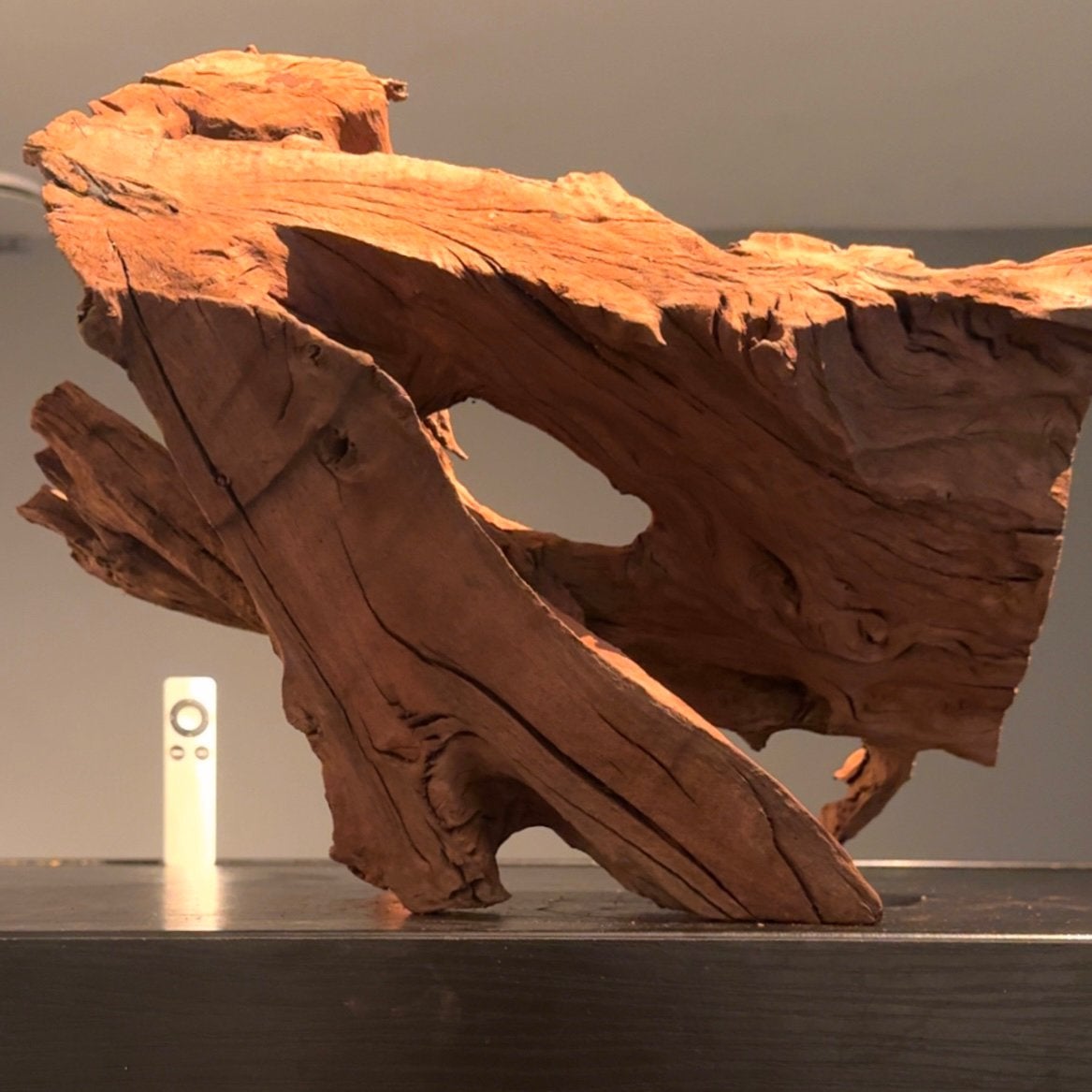 Uniek stuk Kienhout / Spiderwood / Driftwood, Hout Decoratie, Ophalen of Verzenden, Plant(en), Steen of Hout