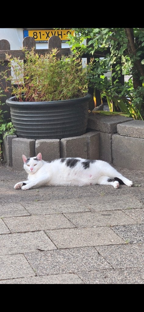 Poes gratis, Poes, Ontwormd, 6 jaar of ouder