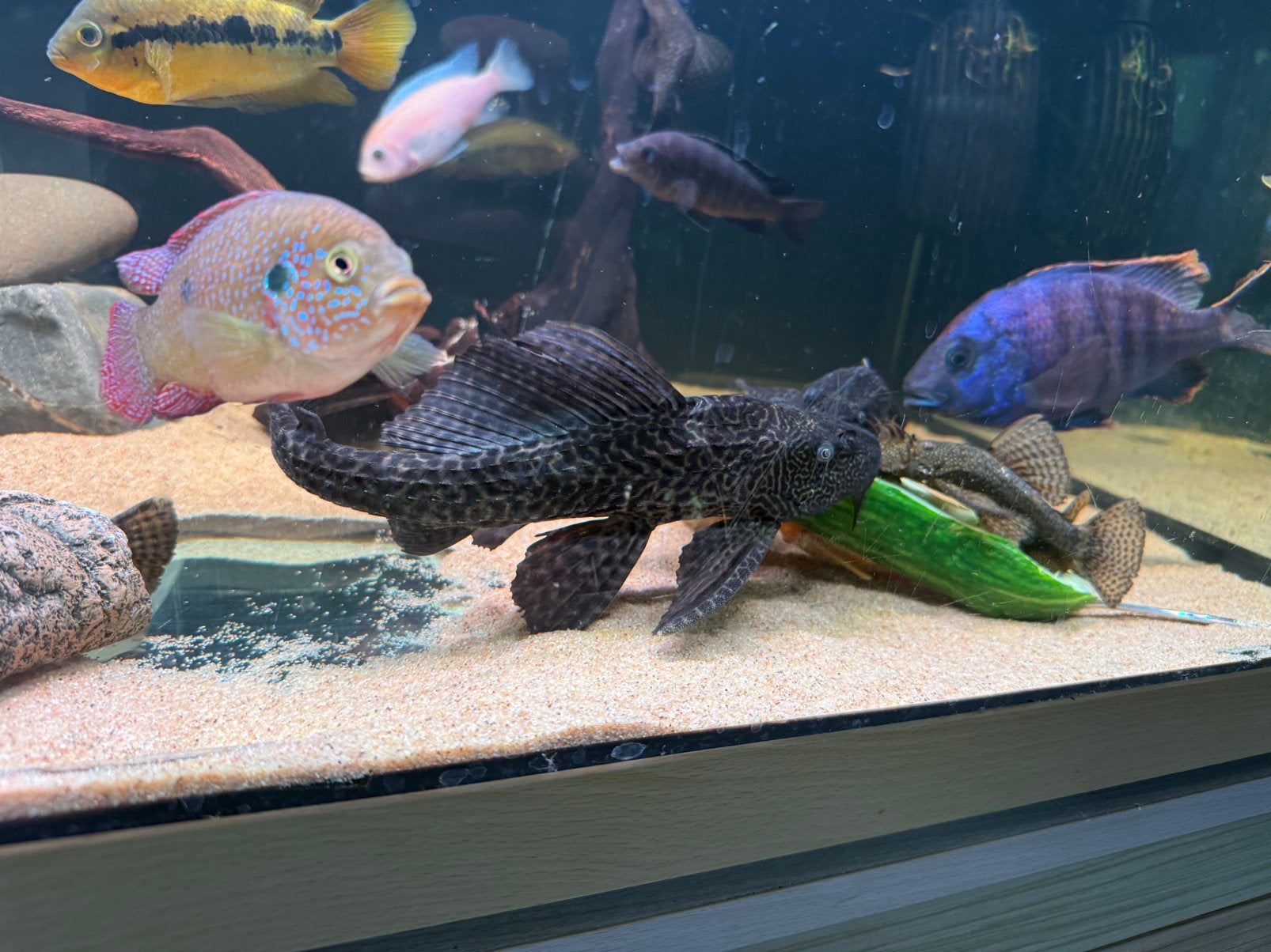 Grote zwarte Pleco 35cm, Schildpad, 0 tot 2 jaar