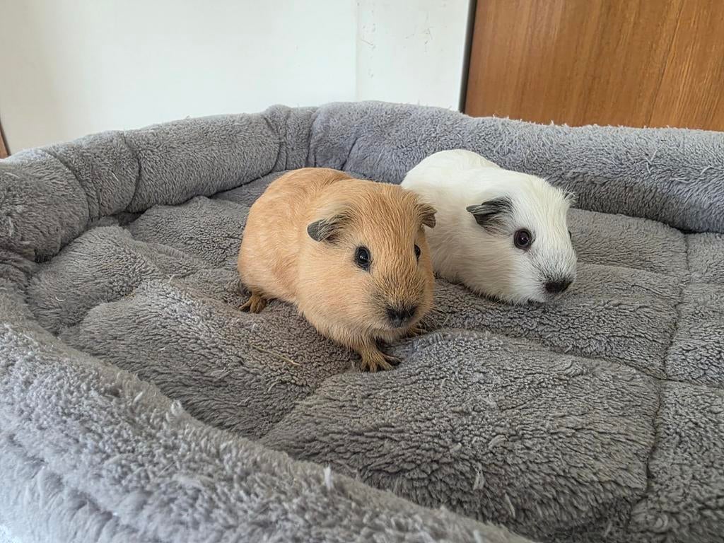 lieve jonge (california) cavia's, zeugjes en beertjes, Cavia, April, Meerdere dieren, Tam