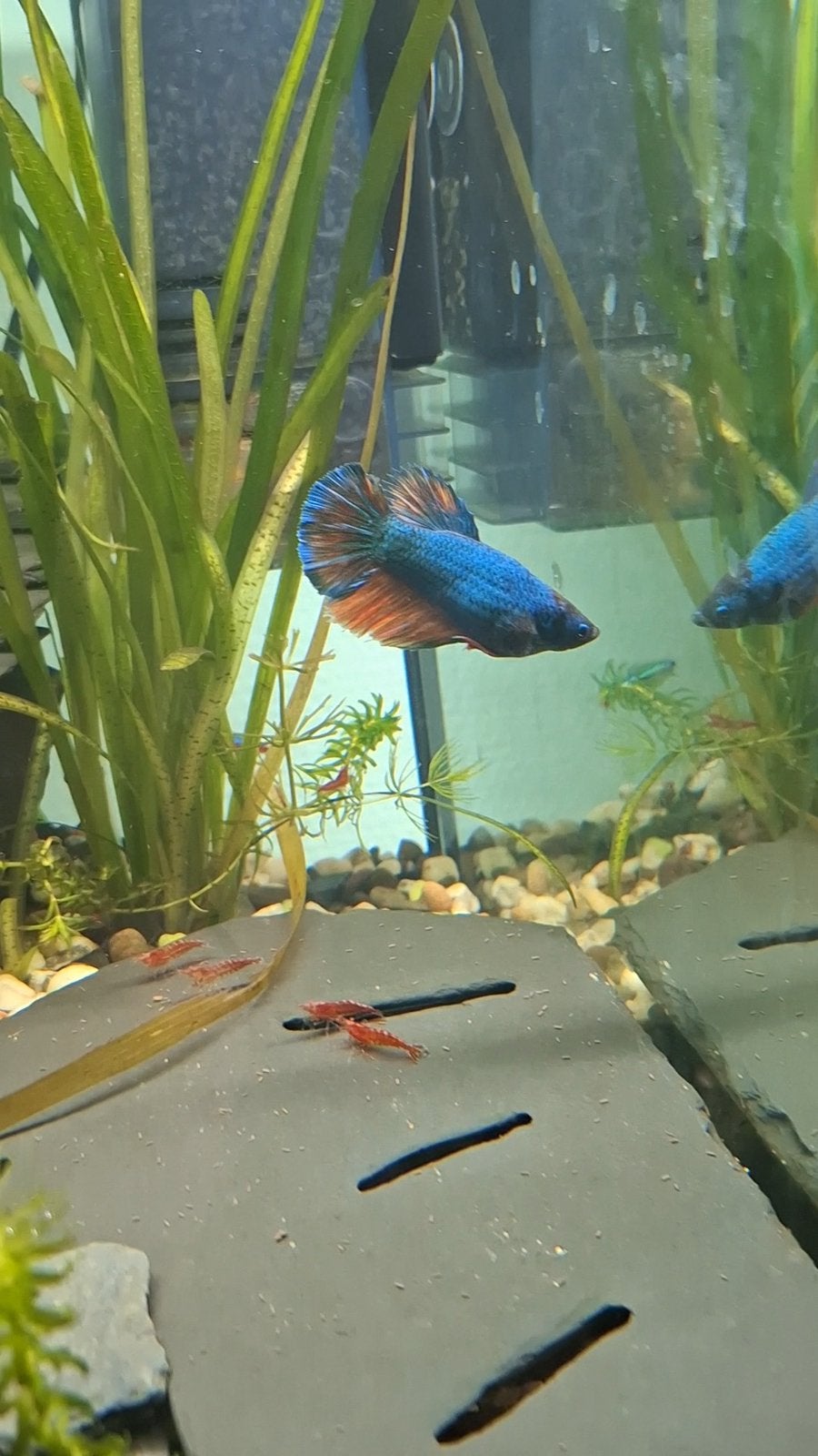 Betta vrouw, Dieren en Toebehoren, Vis
