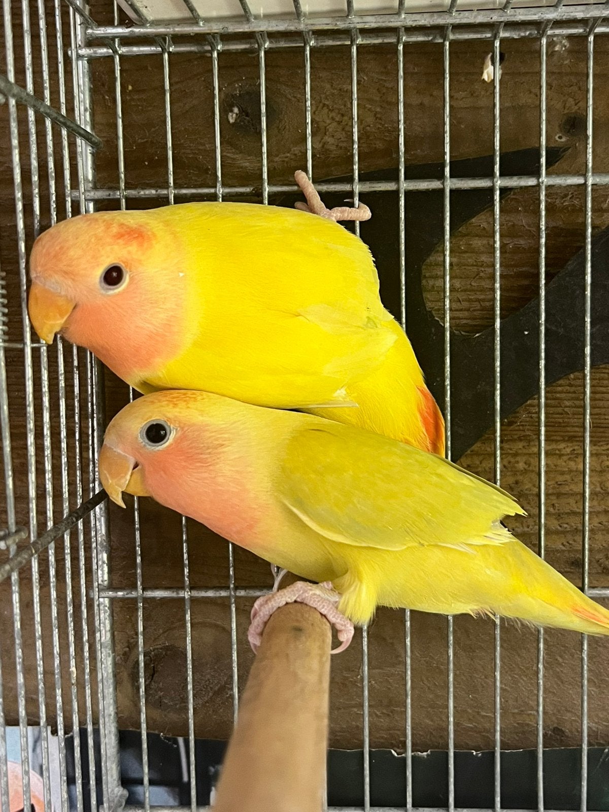 2 Agapornisen “Roseicollis” Om Tam te maken., Meerdere dieren, Dwergpapegaai of Agapornis, Tam