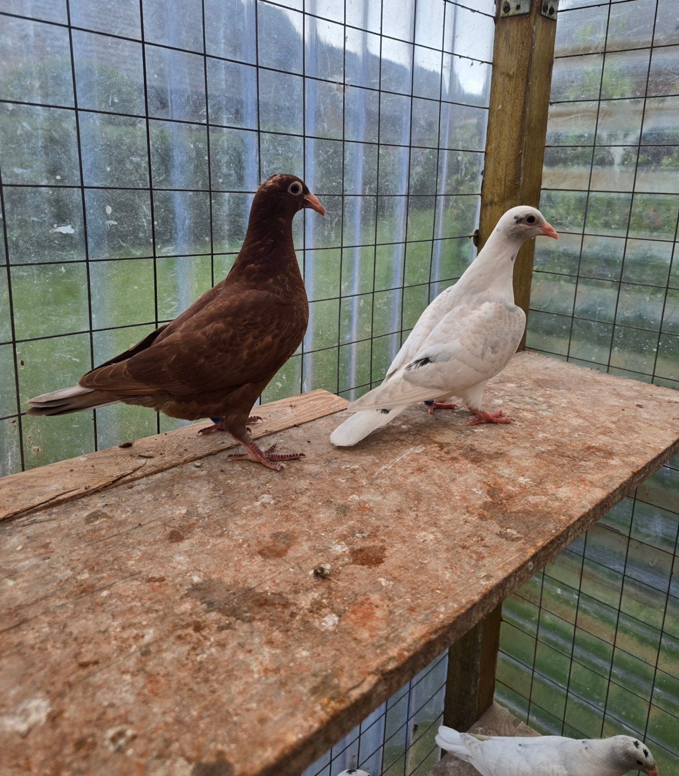 Postduiven duiven te koop, Dieren en Toebehoren, Vogels | Duiven, Meerdere dieren, Postduif