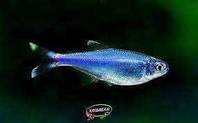 Boehlkea Fredcochui - Blauwe Tetra - Koidream Valburg