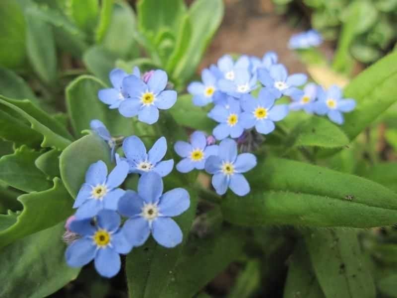 Vergeet mij nietje zaden, Myosotis, Tuin en Terras, Verzenden, Volle zon