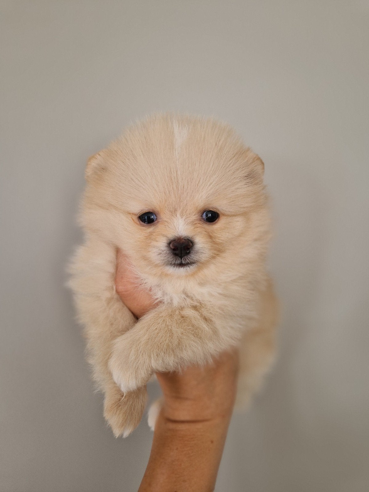Pups beschikbaar. Raszuivere pomeranian/pomeriaan/dwergkees, Keeshond, 8 tot 15 weken, Meerdere, Meerdere dieren