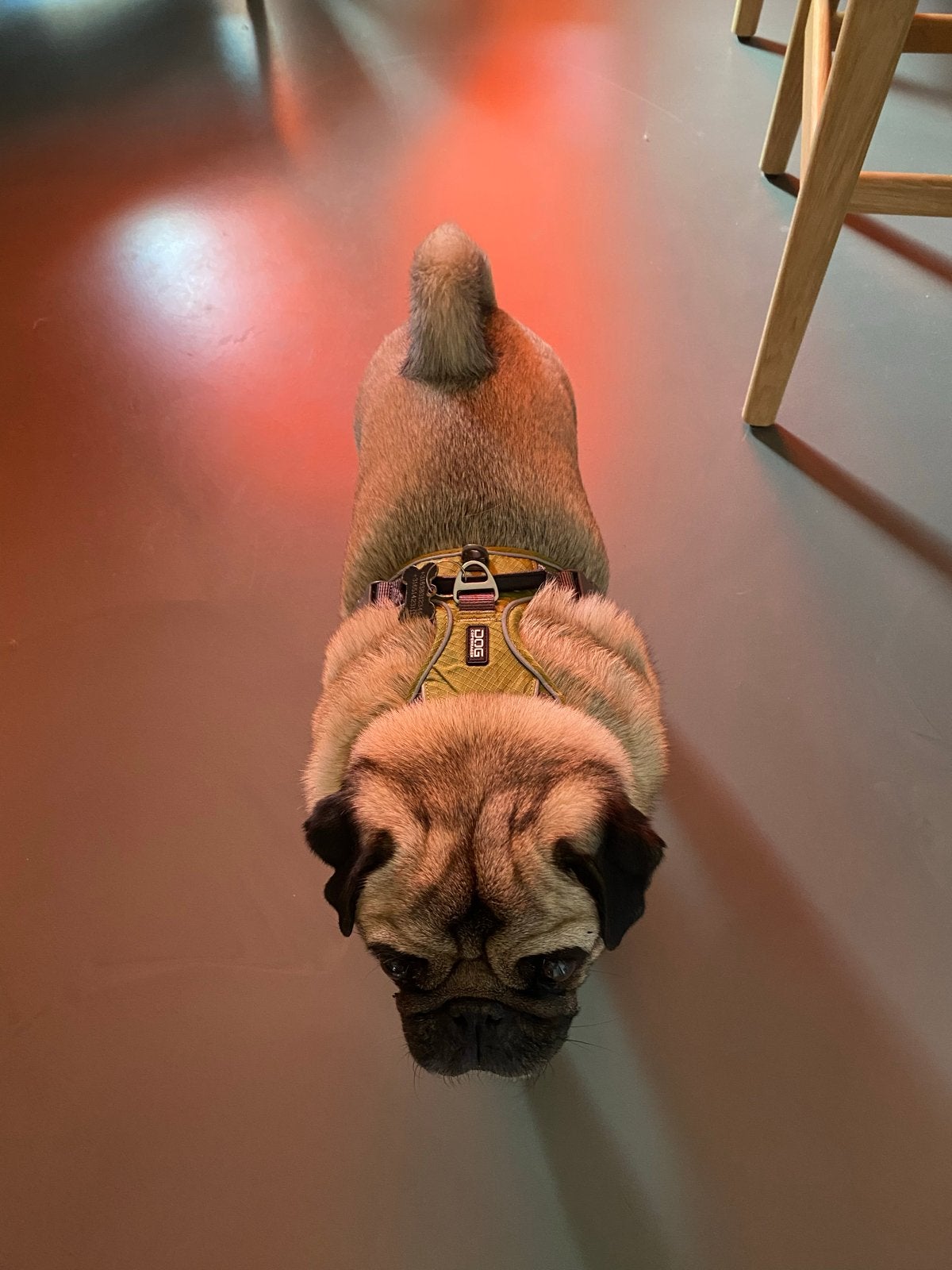 DOG Copenhagen hondentuigje – maat S, Ophalen of Verzenden, Zo goed als nieuw