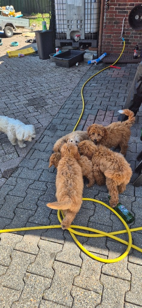 Pupy maltipoo, Dieren en Toebehoren, Honden | Chihuahua's en Gezelschapshonden, 15 weken tot 1 jaar, Overige rassen, Meerdere