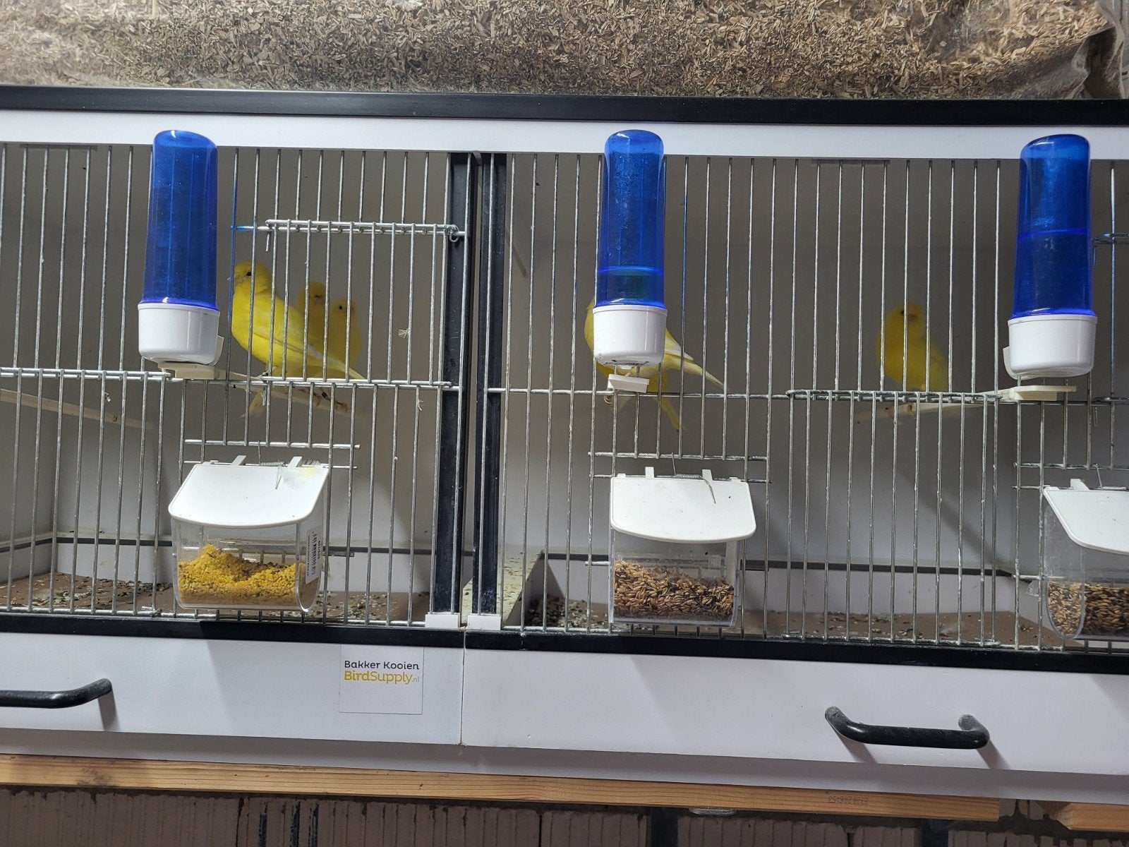 gele kanaries, Meerdere dieren
