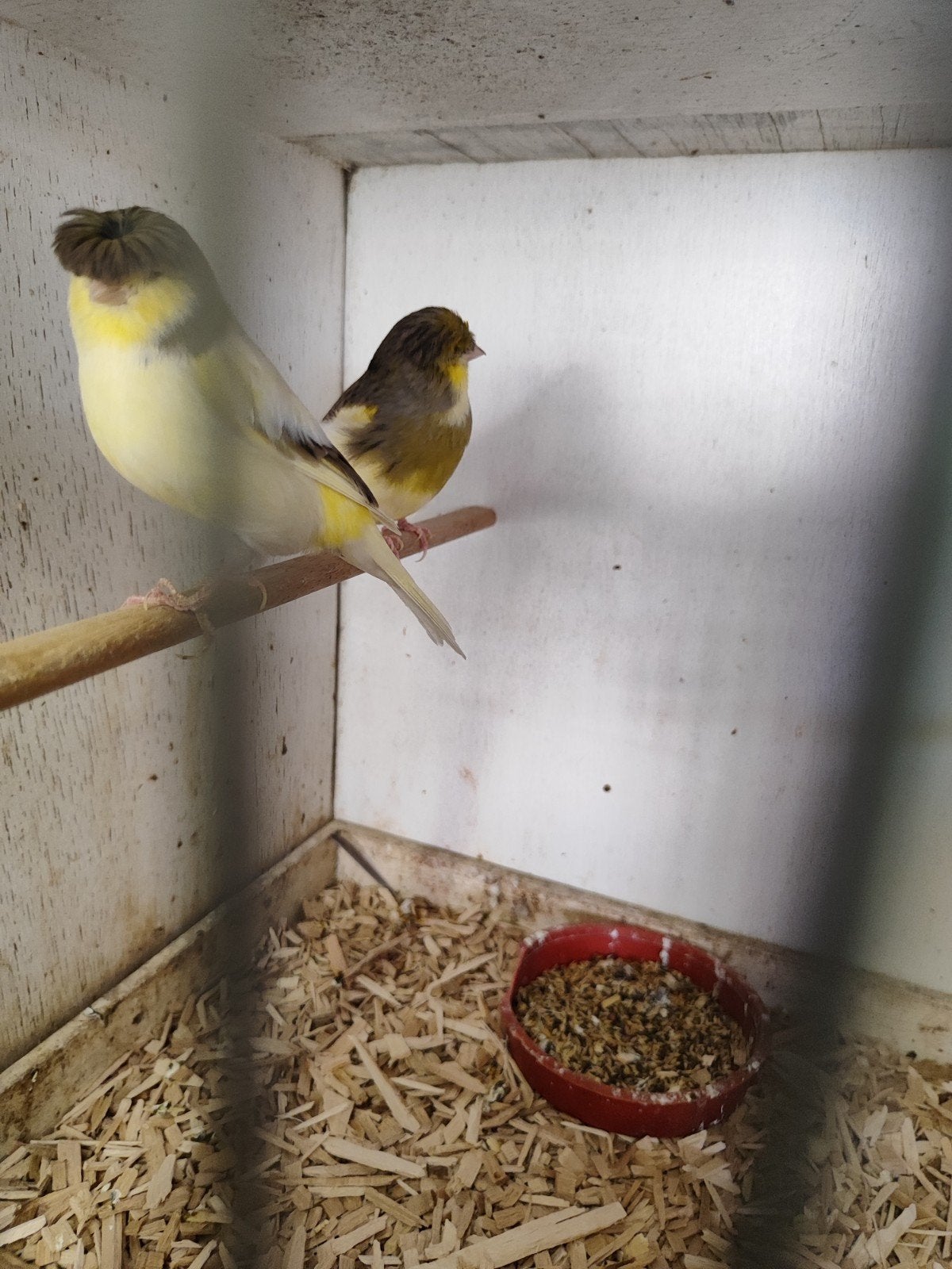 Koppel glosters, Dieren en Toebehoren, Vogels | Kanaries, Meerdere dieren, Postuurkanarie