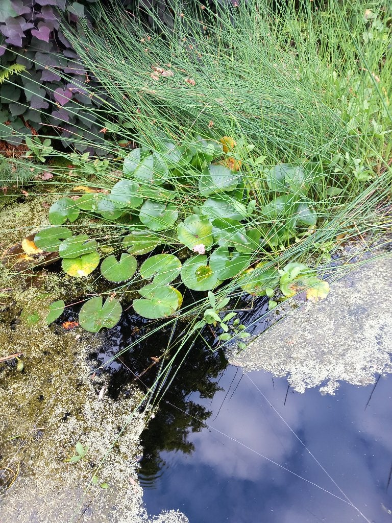 Waterlelie, Ophalen, Gebruikt