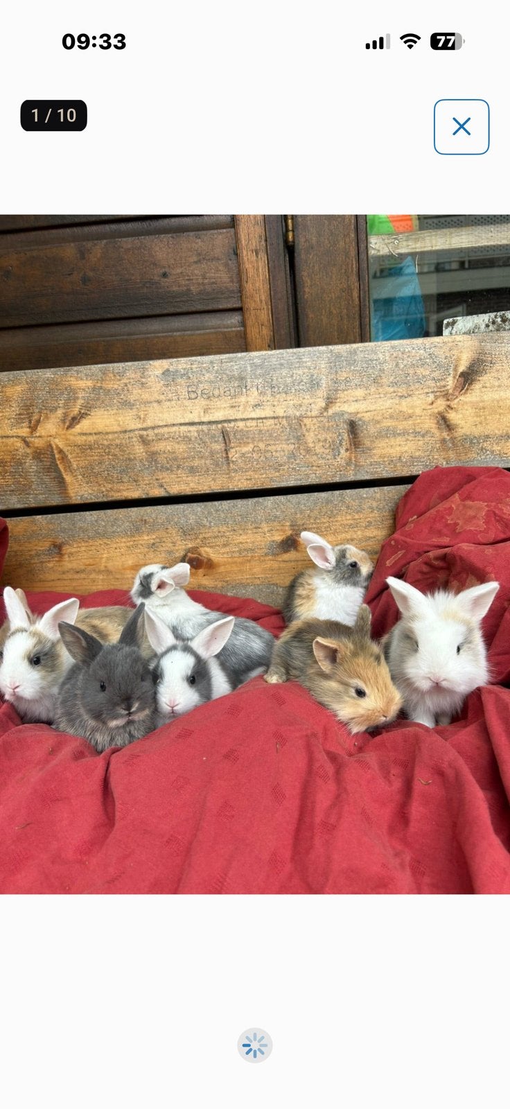 Lieve kleine Kindvriendelijke dwergjes, Vosjes en Fluffies, Meerdere dieren, Dwerg, 0 tot 2 jaar
