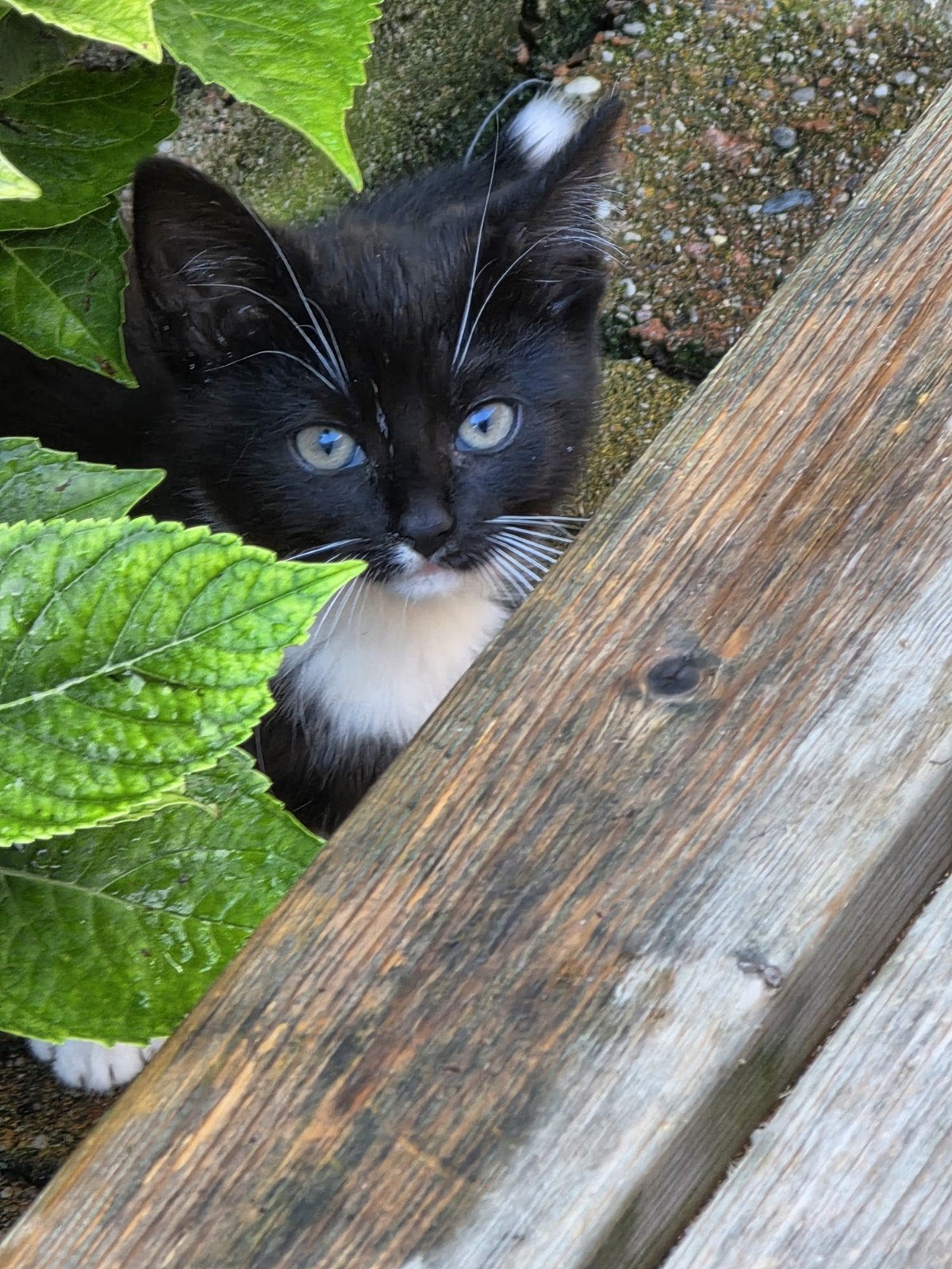 jonge poesjes, Dieren en Toebehoren, Meerdere dieren, 0 tot 2 jaar