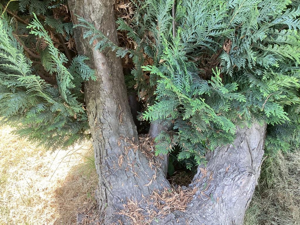 Brandhout stammen hout Gratis, Tuin en Terras, Haardhout, Minder dan 3 m³, Ophalen