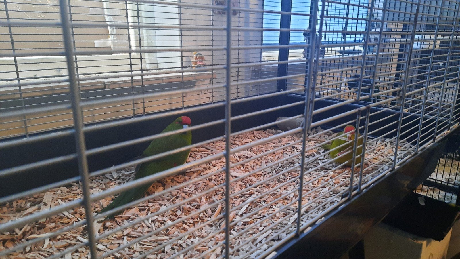 Koppel kakariki´s te koop., Meerdere dieren, Dwergpapegaai of Agapornis