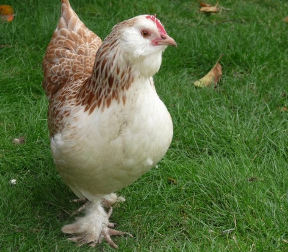 faverolle kriel koppels 2 weken oud, Dieren en Toebehoren, Meerdere dieren, Kip