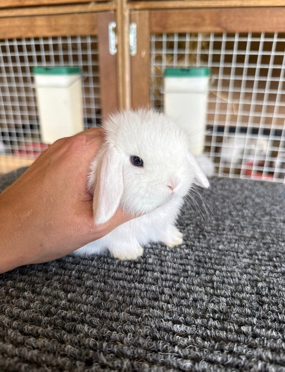 Hele lieve minilop konijntjes, Dieren en Toebehoren, Meerdere dieren, Dwerg