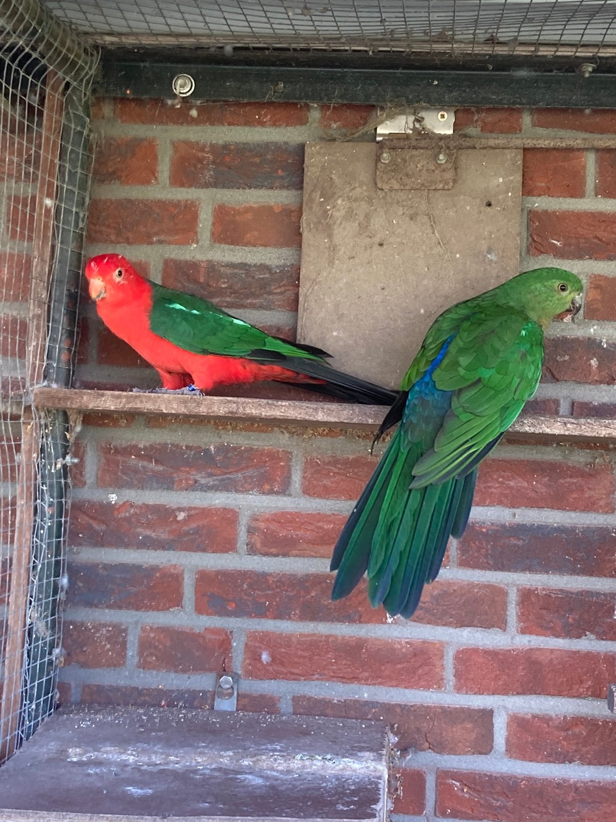 Te koop koppel konigsparkieten, Meerdere dieren, Parkiet