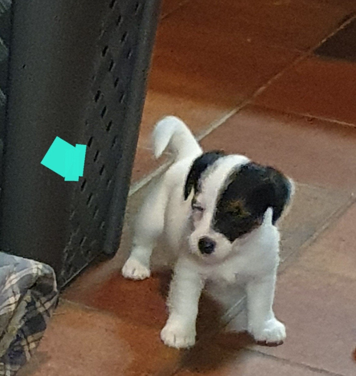 zuiver gefokte " echte" Jack Russell pups. zoals het hoort, Dieren en Toebehoren, Jack Russell Terriër, 8 tot 15 weken, CDV (hondenziekte)