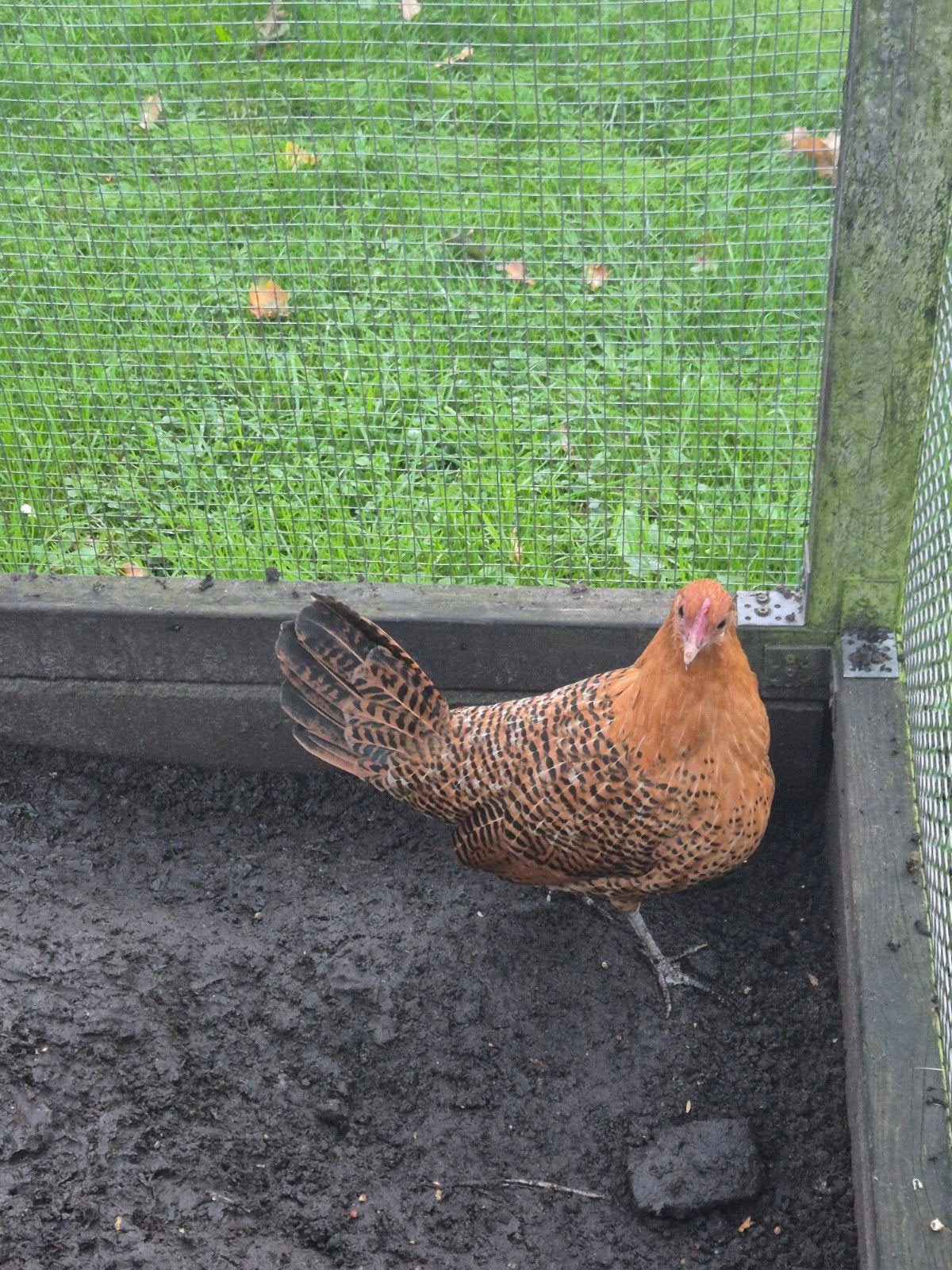 krielkip en krielhaan, Meerdere dieren, Kip