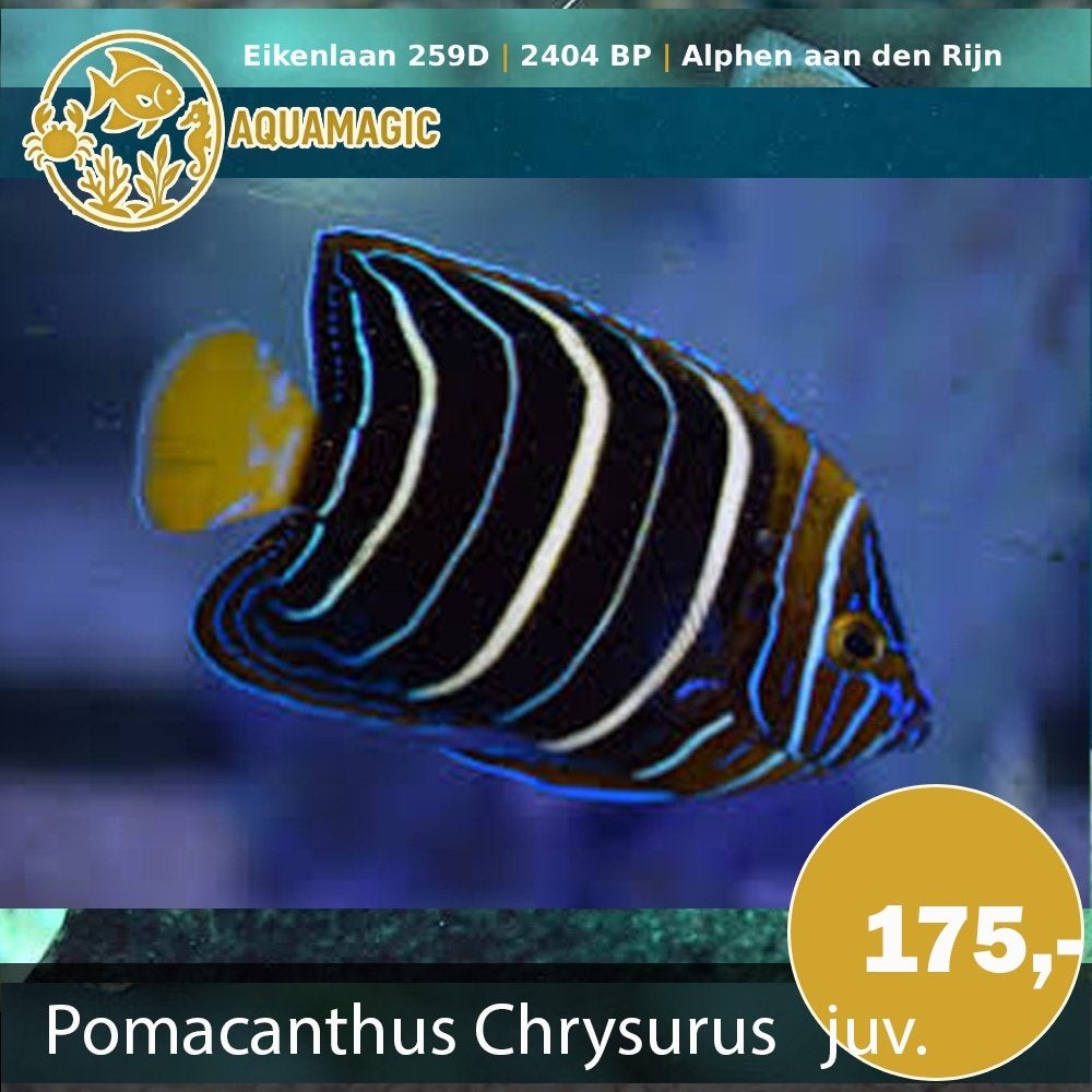 pomacanthus chrysurus juv, Vis, Zoutwatervis