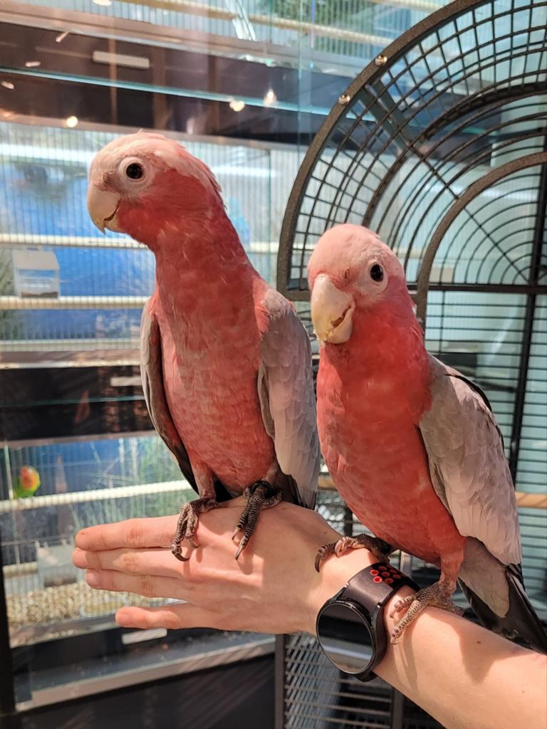 Rose kaketoes getest en met dna super tam en super lief., Dieren en Toebehoren, Meerdere dieren, Papegaai, Tam