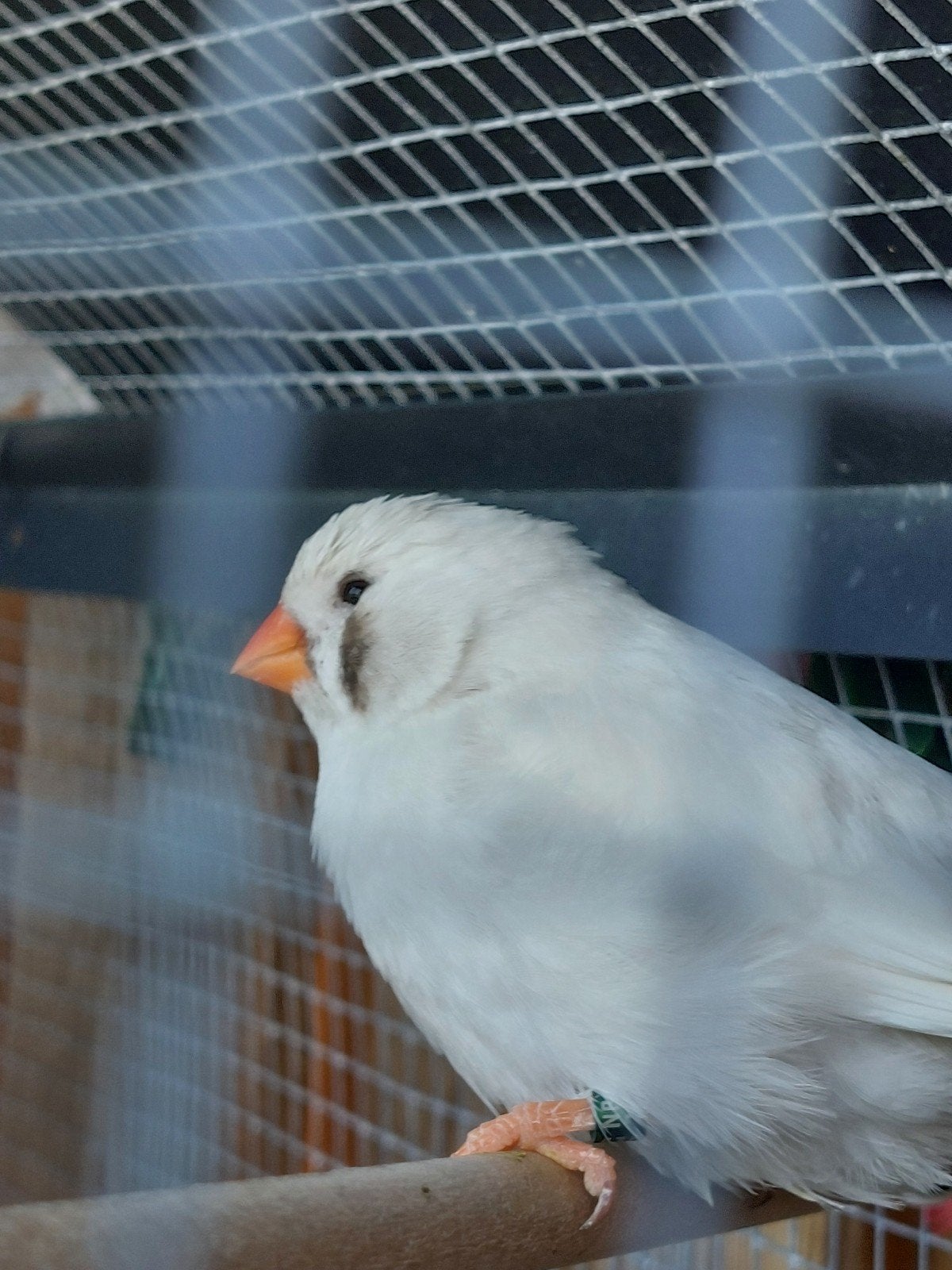 4x charcoal zebravinken forse vogels, Vrouwelijk, Kleurkanarie