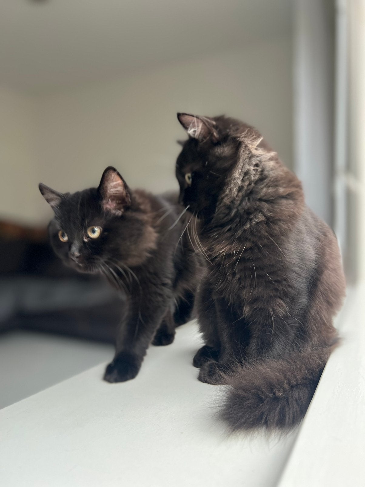 Kittens fijn huisje gezocht, Meerdere dieren, 0 tot 2 jaar