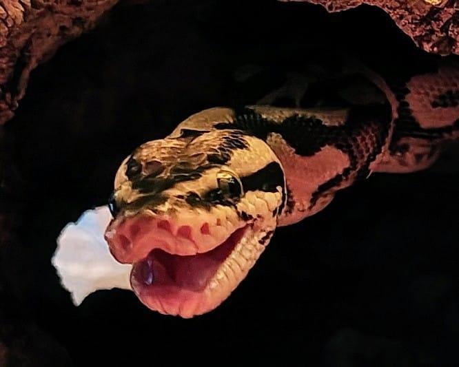 Balpython / python met terrarium en toebehoren., Dieren en Toebehoren, Ophalen, Zo goed als nieuw