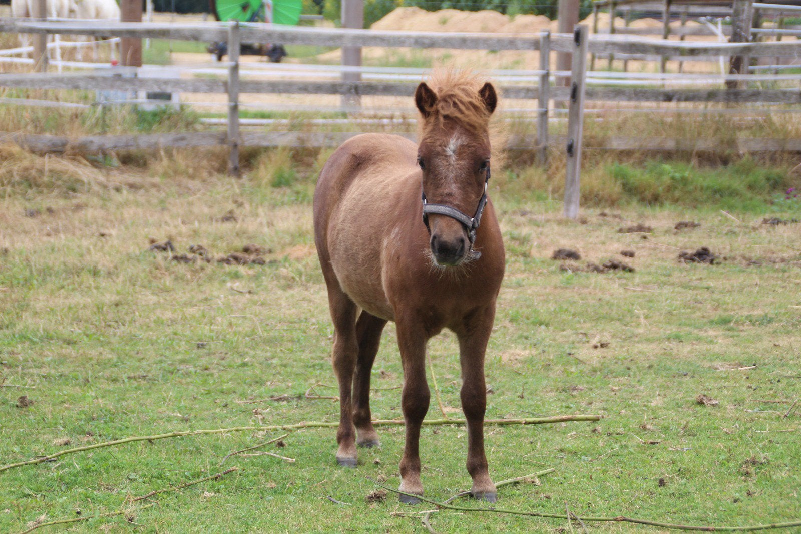 Mini paardje shetlander merrieveulen te koop, Merrie, A pony (tot 1.17m), 0 tot 2 jaar