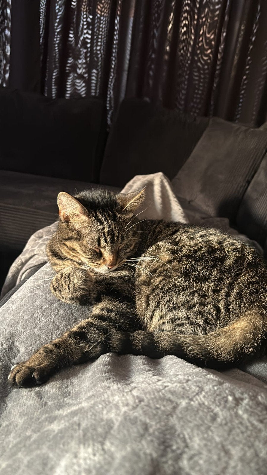 Europees korthaar (ivy), Poes, Kortharig, 6 jaar of ouder