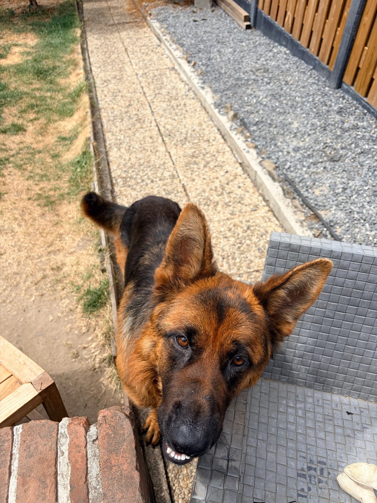 Duitse Herder zoekt nieuwe baasje, Dieren en Toebehoren, Honden | Herdershonden en Veedrijvers, Reu, 1 tot 2 jaar, Parvo, Eén hond