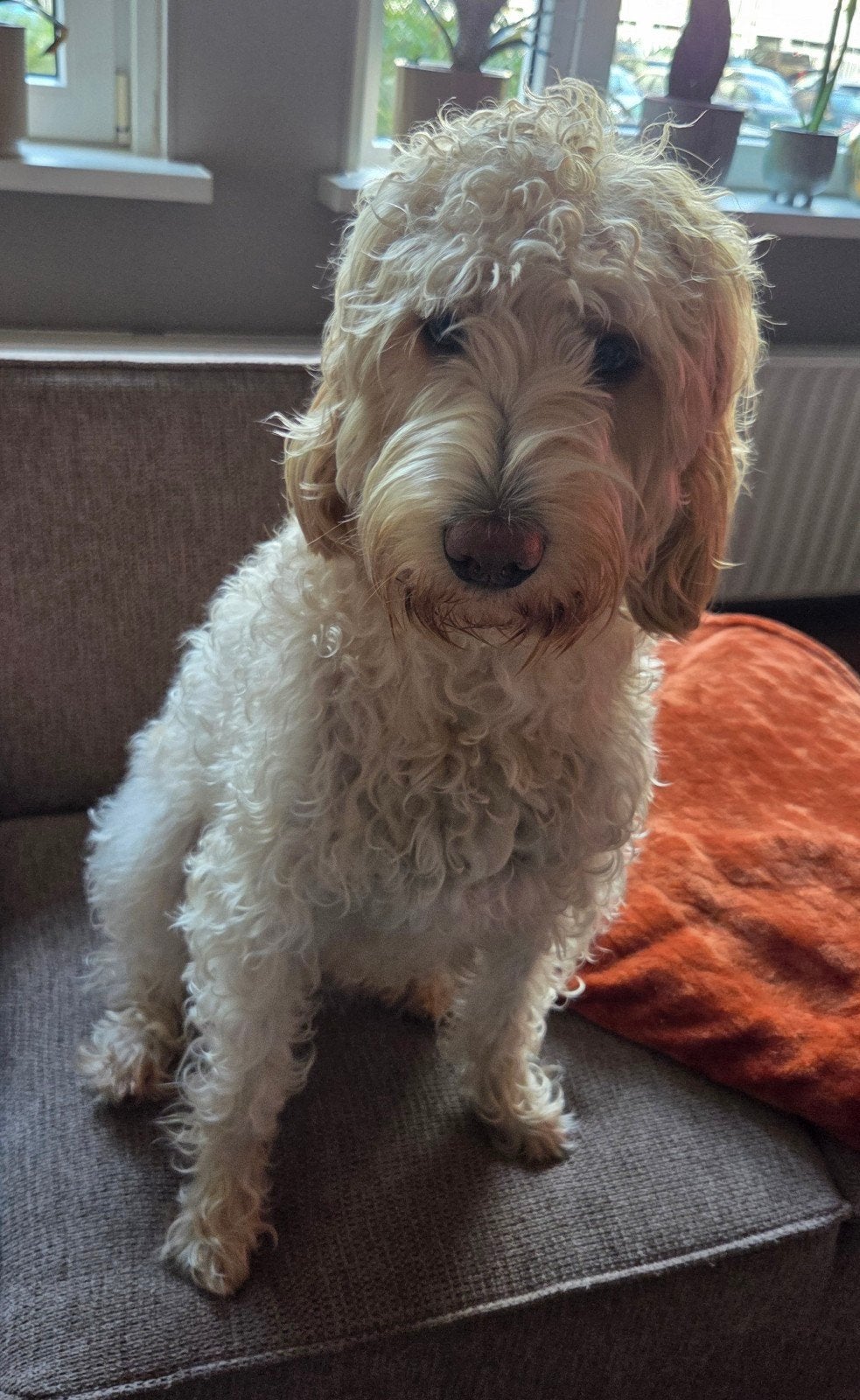 Herplaatsen Labradoodle, Overige rassen, 1 tot 2 jaar, Teef, Eén hond