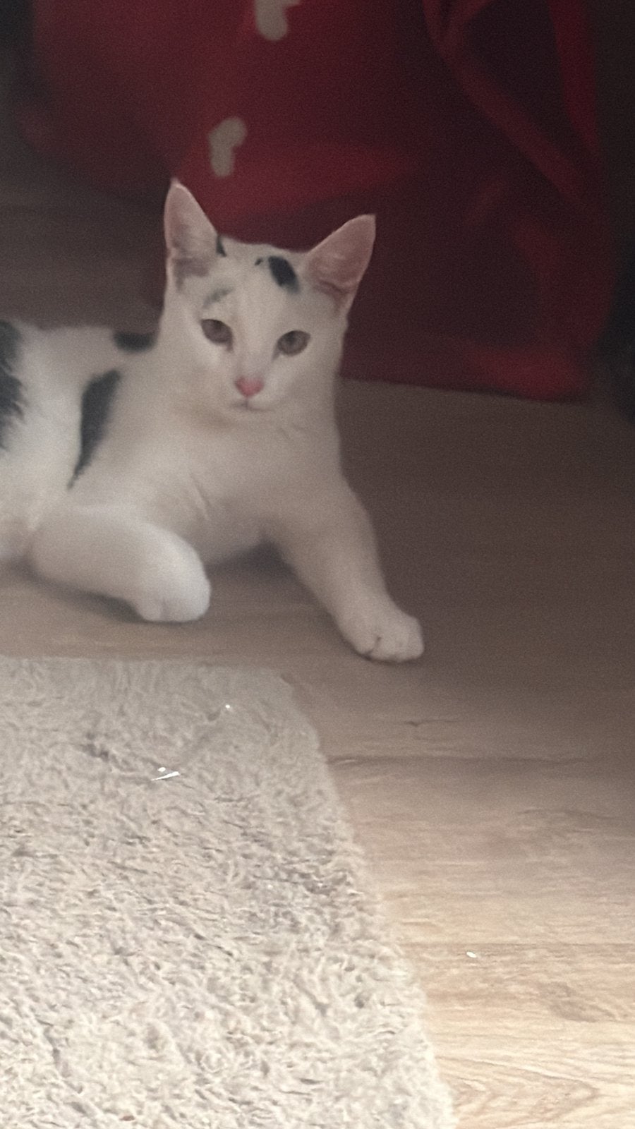 Lieve Gino – jonge gecastreerde kat – incl. spullen, Kater, Gechipt, 0 tot 2 jaar