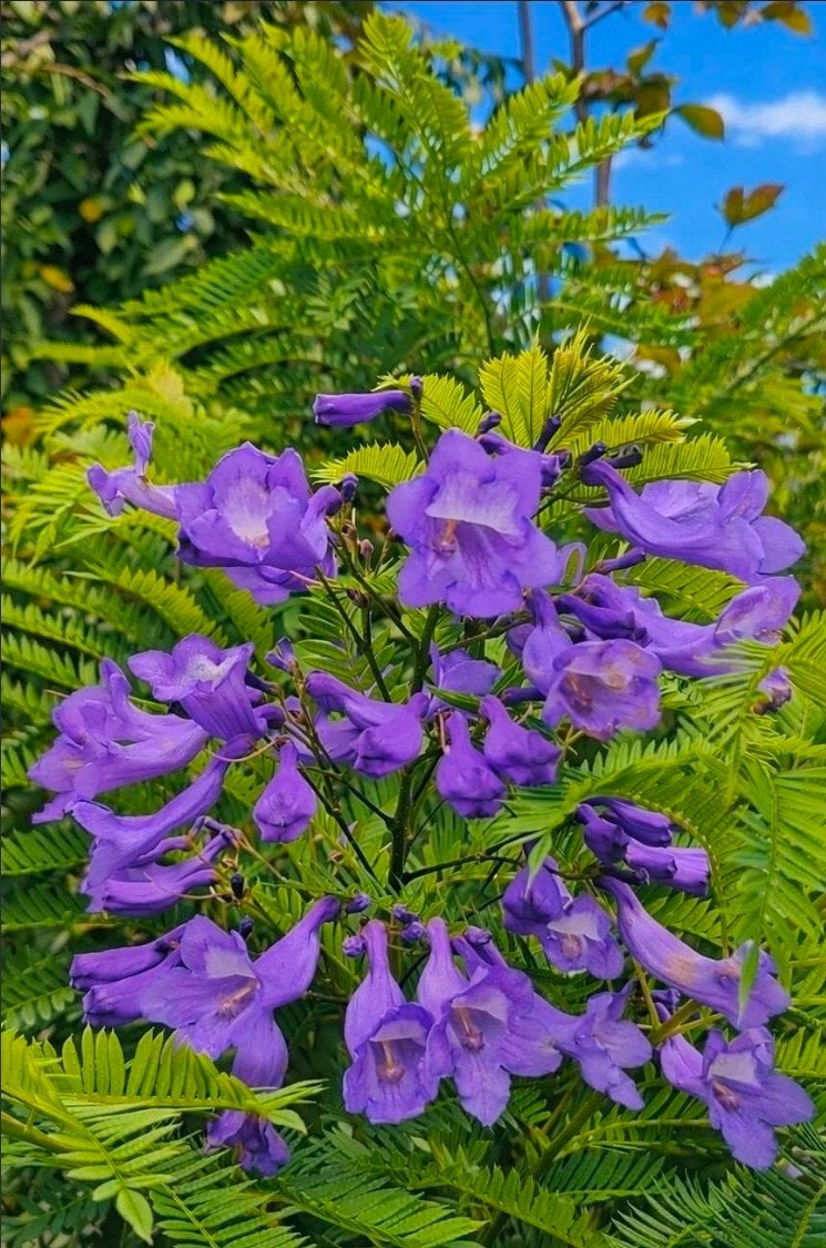 Jacaranda planten - 70 cm en 120 cm beschikbaar, Overige soorten, Volle zon, Vaste plant, Ophalen of Verzenden
