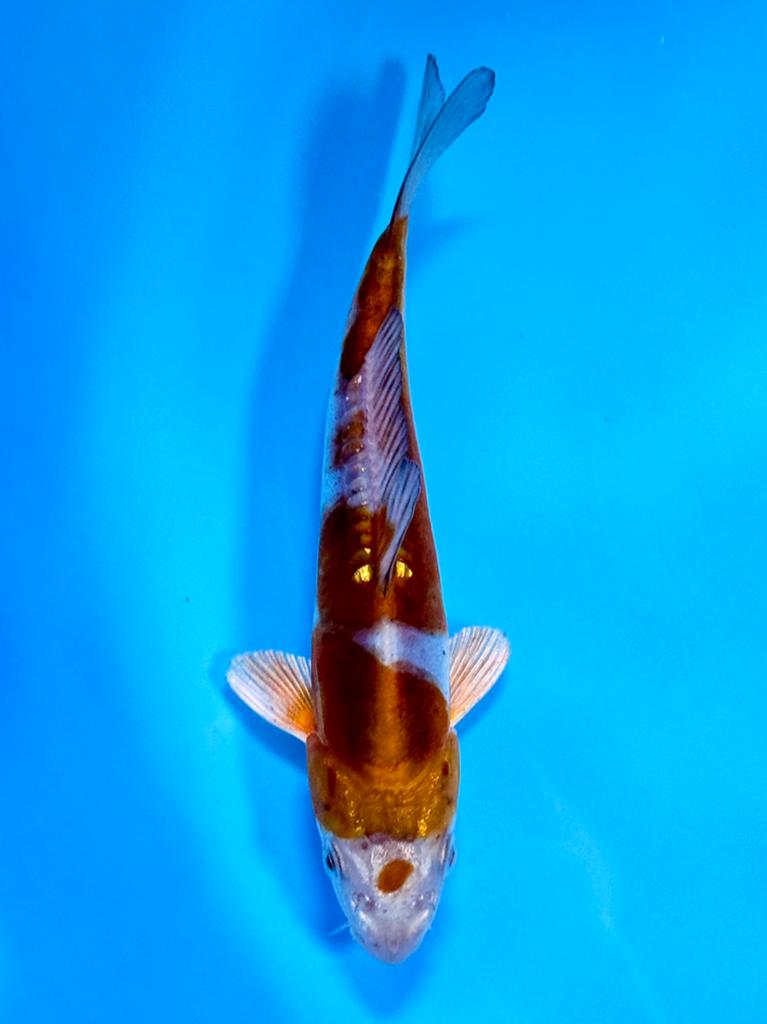 Doitsu Metallic Ochiba 14-18cm Kase, Karper of Koi