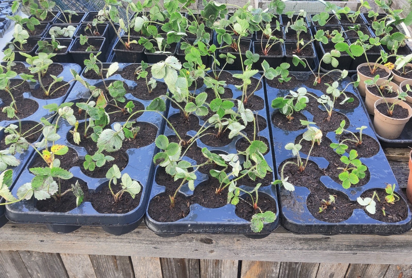 aardbeien plantjes, Ophalen, Vaste plant, Fruitplanten, Volle zon