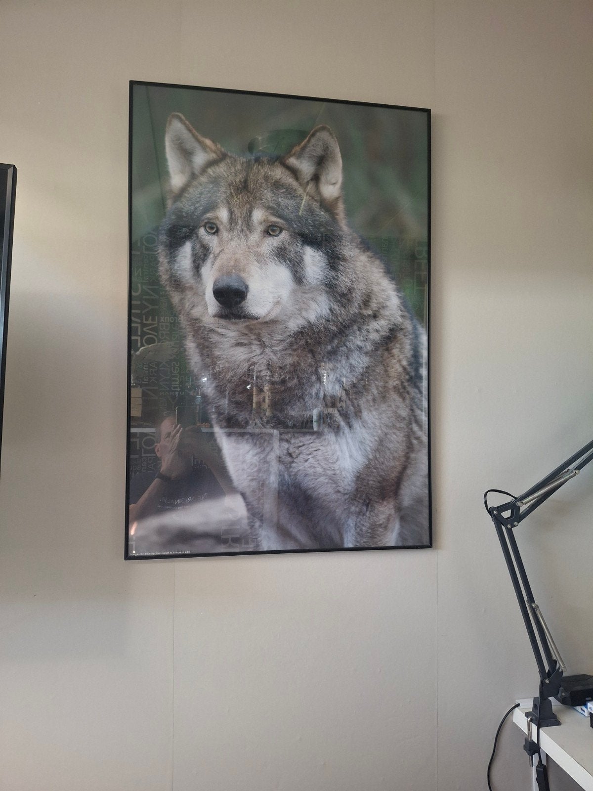 Wissellijst met poster europese wolf, Huis en Inrichting, Ophalen, Gebruikt, Foto of Poster, 75 – 100