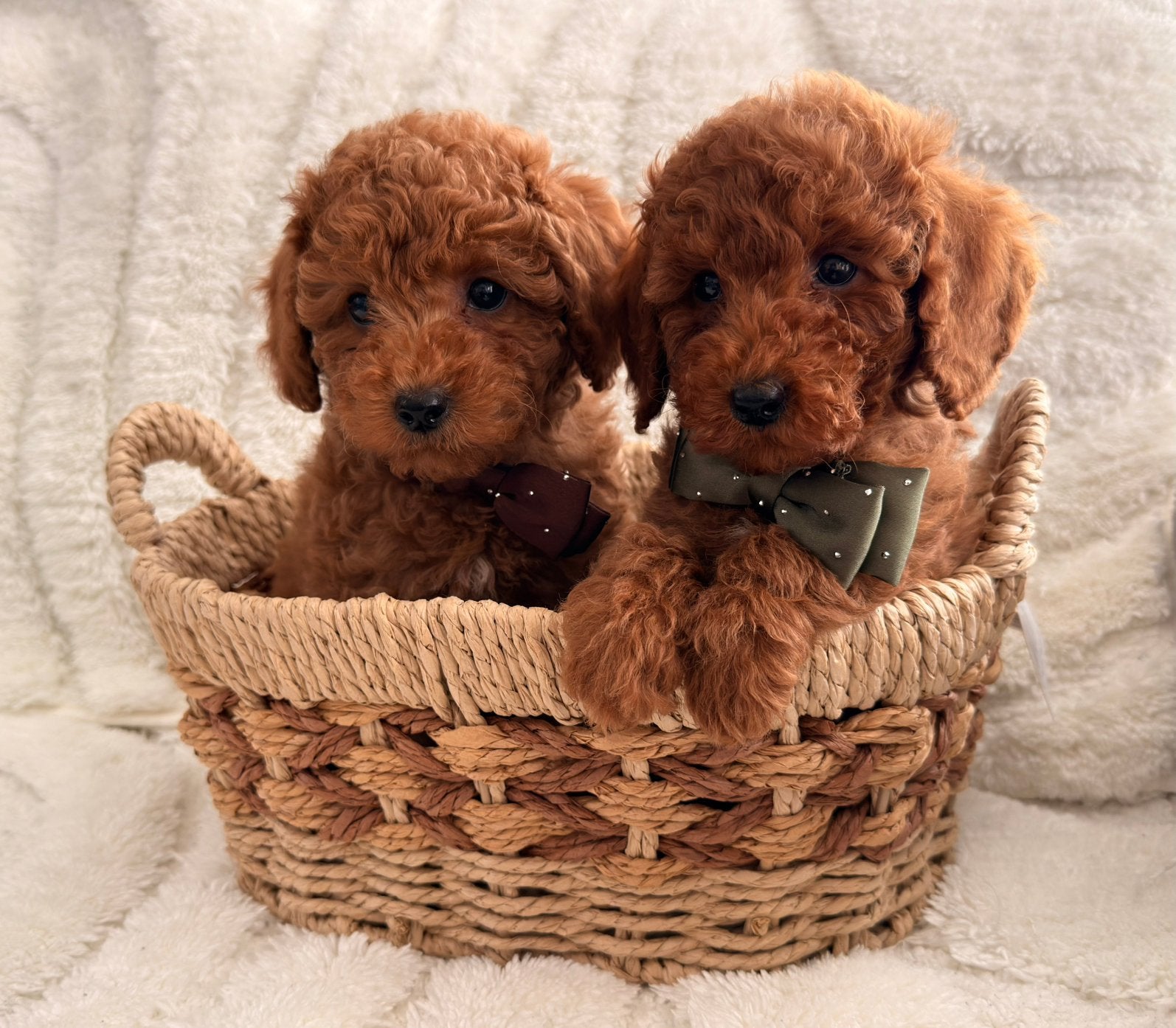 Toypoedel rood puppy’s pups, Poedel, Reu, CDV (hondenziekte), 8 tot 15 weken