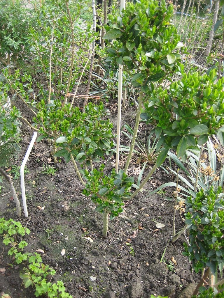 bonsai, Ophalen, Bloeit niet, Halfschaduw, Overige soorten