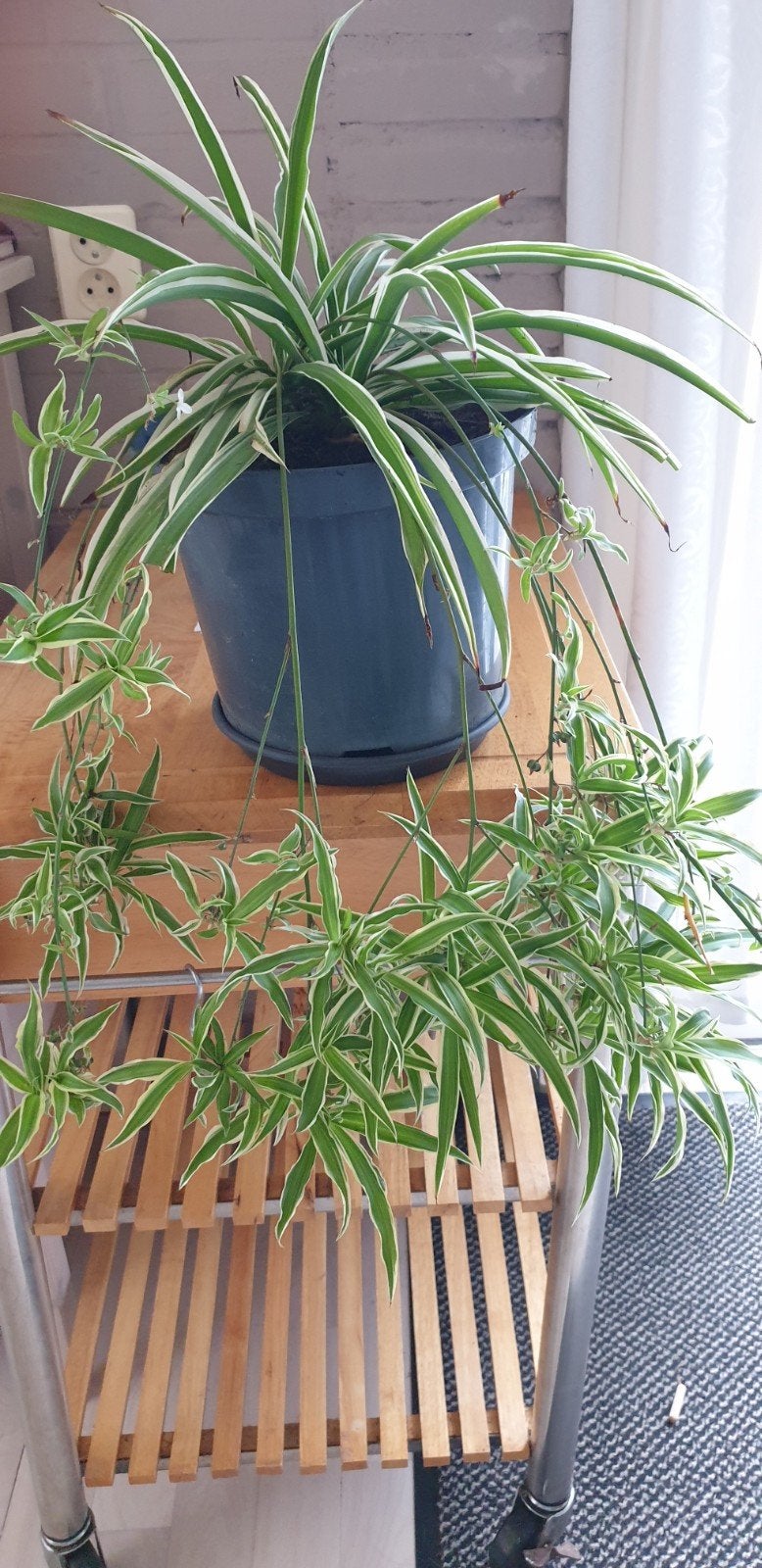 Grote Groenlelie - Chlorophytum Comosum, Ophalen, Overige soorten, Halfschaduw, Minder dan 100 cm