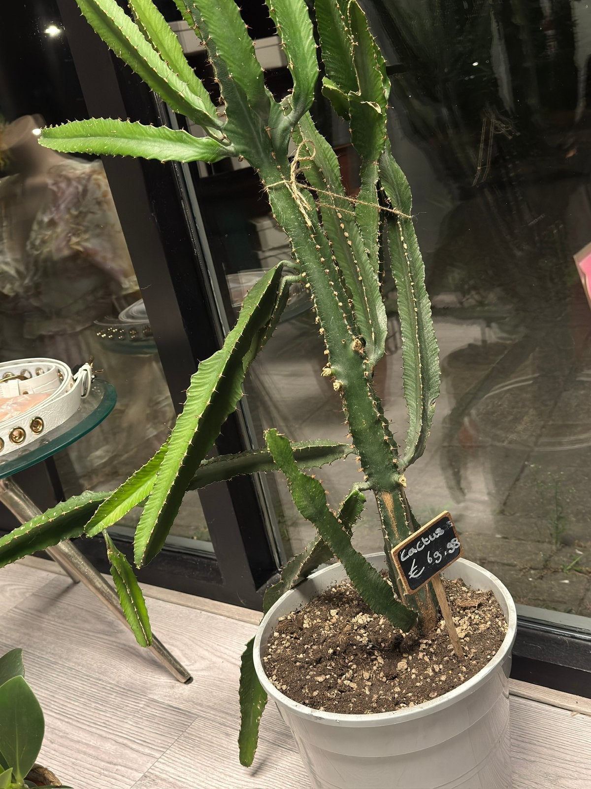 Planten partij uit Failisement Twv €1500, Volle zon, Minder dan 100 cm, Zomer, Overige soorten