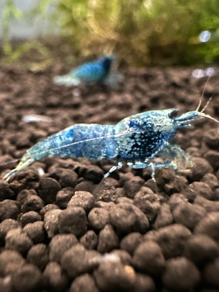 Prachtige Blue Taiwaniti Bee cardina garnalen, Kreeft, Krab of Garnaal